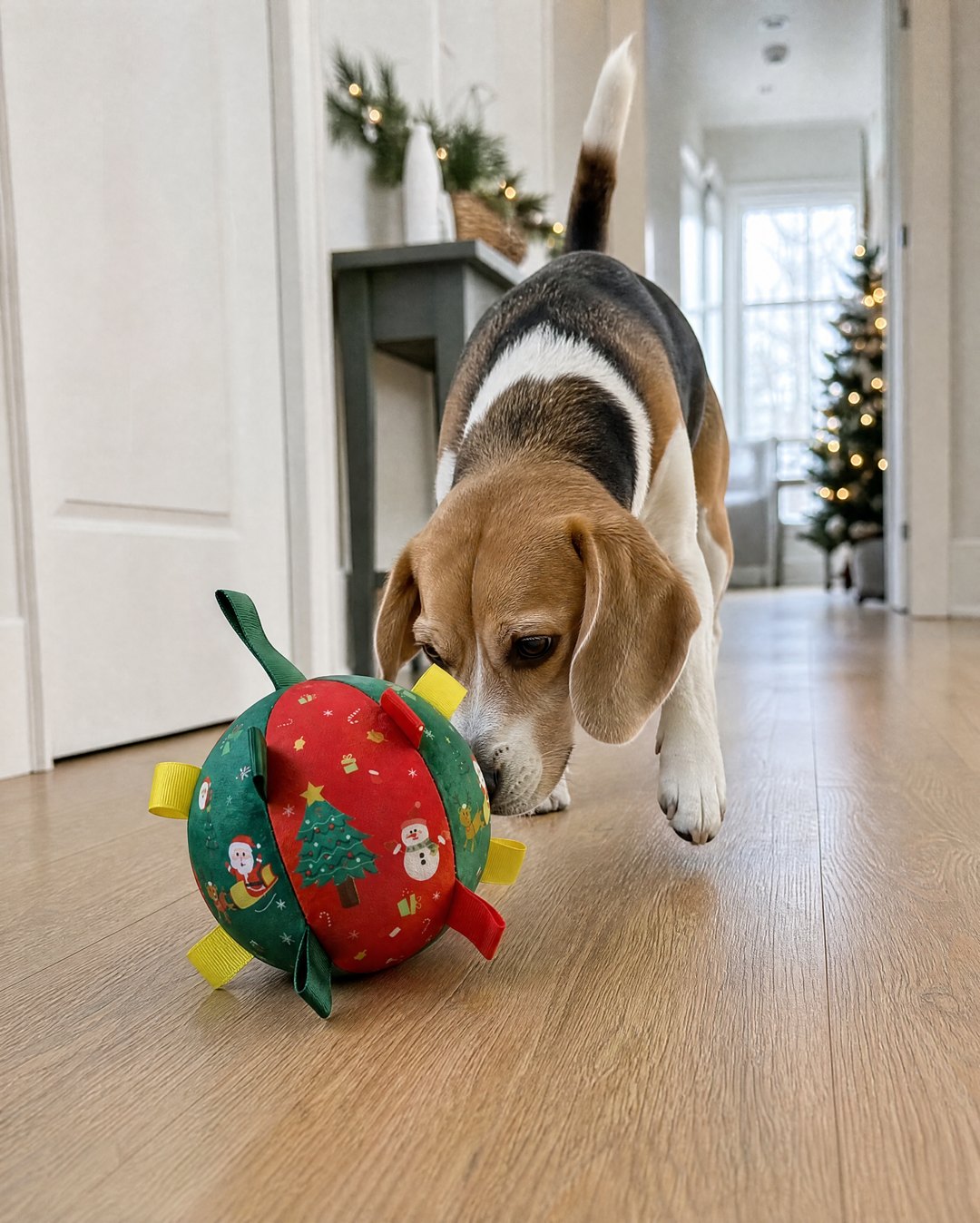 A beagle follows the Christmas ball as it rolls down the hallway